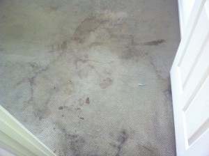 Stain Removal Before Stain Removal Before