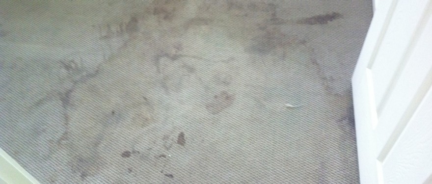 Stain Removal Before